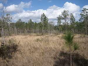 Big Thicket Savannah