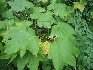 Glacier Gunsight Thimbleberr