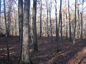 Irish Wilderness No Path in Woods