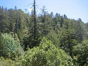 Silver Peak Mixed Forest.